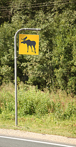 路标注意麋鹿