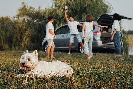 玩球的孩子们摄影照片_西高地白梗狗在四口家庭玩球的背景下躺在草地上，周末乘坐小型货车旅行