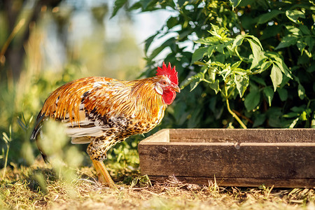 炎炎夏日，一只小公鸡来查看一槽食物