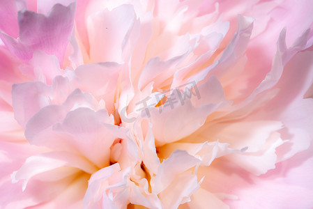 鲜艳的红色摄影照片_鲜艳的玫瑰色牡丹、花园里的芍药