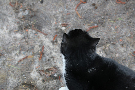 从上面看黑猫对着灰色的底土