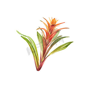 有红色和绿色叶子的热带凤梨科植物，手绘水彩。