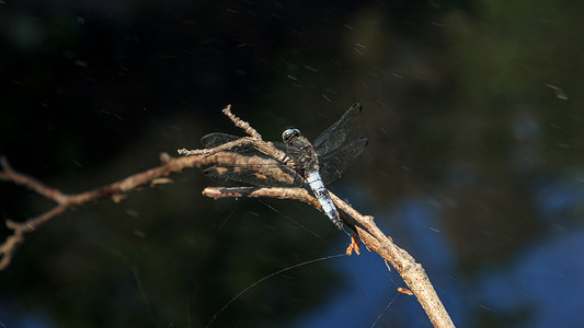 张开翅膀的大浅蓝色蜻蜓