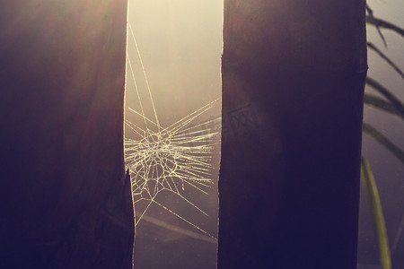雾中蜘蛛网上的竹子和水滴