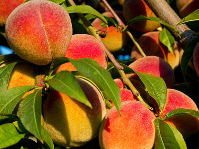 果味摄影照片_树上的桃子