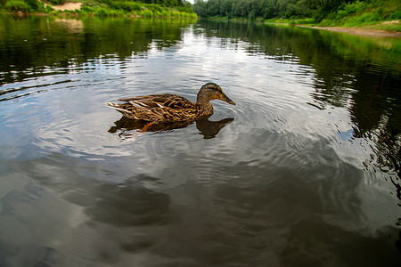 鸭子在拉脱维亚河里游泳