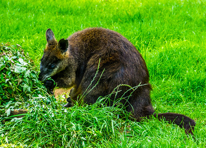 沼泽小袋鼠特写吃植物，这是澳大利亚流行的有袋动物