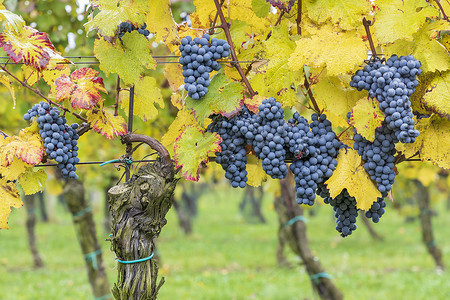 捷克语摄影照片_捷克共和国摩拉维亚南部秋季葡萄园的蓝葡萄赤霞珠摩拉维亚