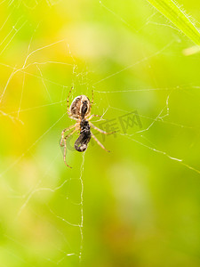 蜘蛛在网上与大身体吃苍蝇