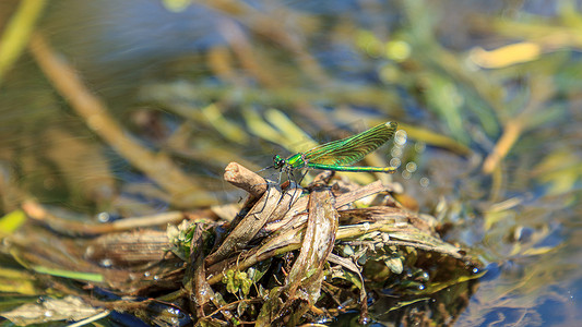 水洗河树上的绿蜻蜓
