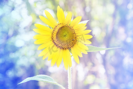 向日葵太阳摄影照片_黄色向日葵和太阳柔光
