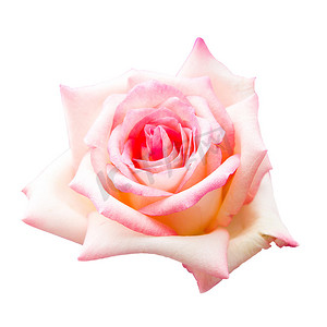 白色背景中突显的美丽粉红玫瑰、情人花和婚礼花