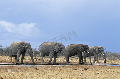 桌面四象限摄影照片_四头非洲象 (Loxodonta africana) 连续