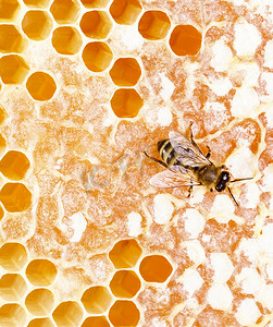蜜蜂俯视图摄影照片_工作蜂
