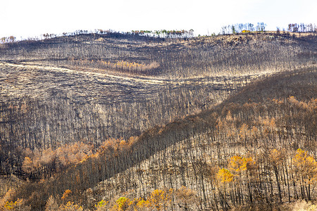 被大火烧毁的托斯卡纳山