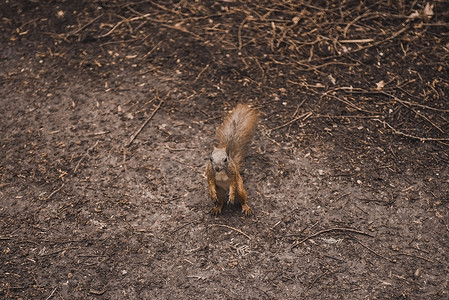 一只小红松鼠在森林里散步