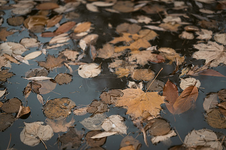 池塘雨水摄影照片_米色秋叶漂浮在乡村池塘的冷水中。