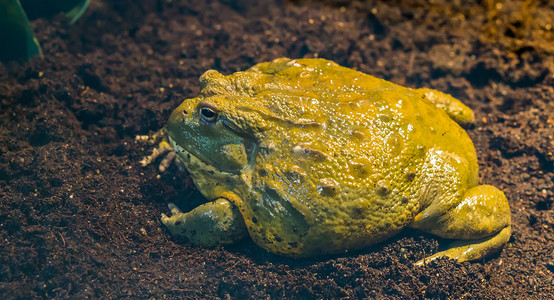 非洲牛蛙侧视特写，来自非洲的大型热带两栖动物