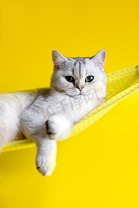 可爱的白猫躺在黄色背景的黄色吊床上
