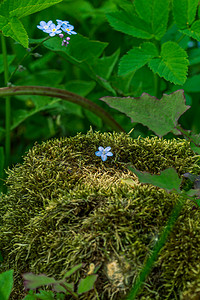 小花蓝色摄影照片_苔藓中的一朵蓝色小花