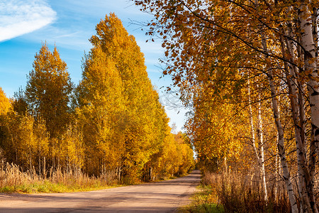 秋天的背景摄影照片_秋天的风景 — 一条乡村道路，路边有金色的白桦树 — 图片