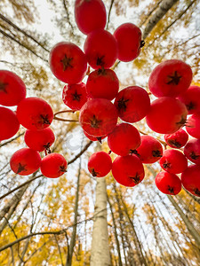 秋季公园、黄叶和黑树枝背景下树枝上红色罗文浆果的特写