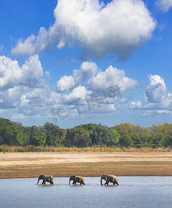 三头大象过河，大象在蓝天水中，大象在卢安瓜过河