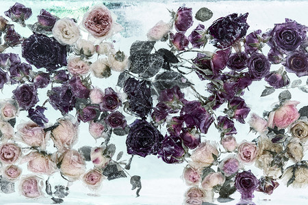 冬天结冰的花朵摄影照片_冰块内的花朵。