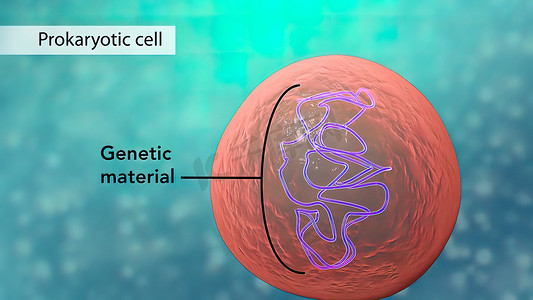 所有染色体 DNA 都储存在细胞核中