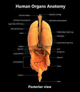 用标签解剖学后视图描述的人体完整内脏器官