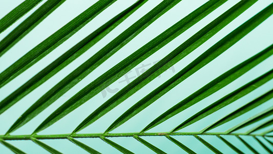 柔和的蓝色背景中的棕榈叶，复制空间