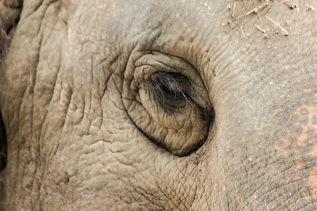 大小动物眼睛摄影照片_大象是眼睛很小的动物。