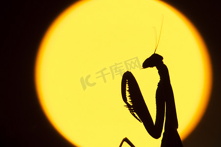 五彩缤纷水果茶摄影照片_雌性螳螂的特写
