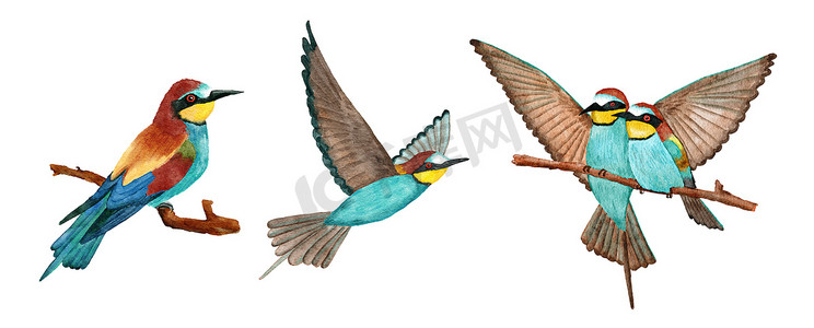 水彩手绘插图描绘了食蜂鸟，树枝上长着鲜艳生动的羽毛，飞翔着。