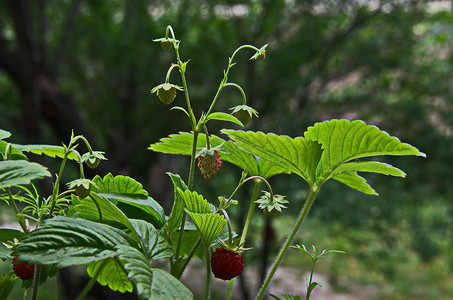 春景背景中成熟绿色的野草莓果子