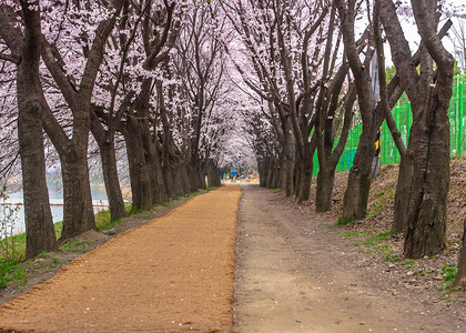韩国首尔 — 4月7日：韩国首尔樱花节，2019年4月7日韩国首尔周围美丽的风景摄影师