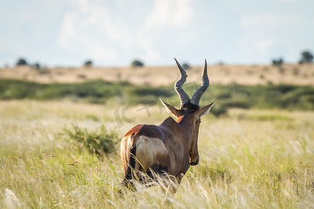 雀后摄影照片_红色狷羚从后面的草地上。