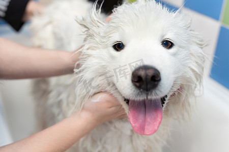 一名女美容师在浴室给萨摩耶犬洗澡。