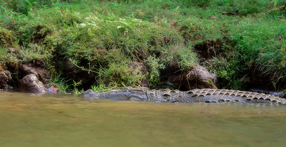 抢劫鳄鱼，Crocodylus palustris，在阳光下，马哈纳迪河