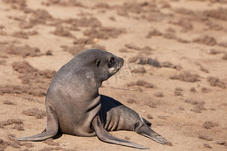 纳米比亚克罗斯角的小棕海豹