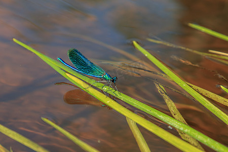 草地上的蓝蜻蜓昆虫