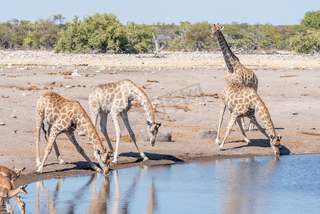 纳米比亚长颈鹿在水坑里喝水
