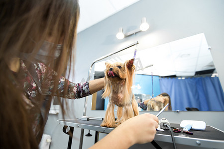 女美容师在桌子上给约克夏犬理发，在美容院为狗美容。