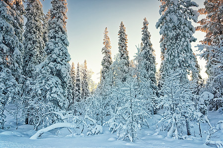 白雪皑皑的森林摄影照片_北极白雪皑皑的冬季森林