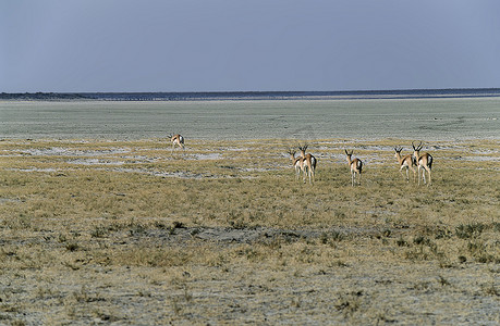 纳米比亚埃托沙国家公园的跳羚。