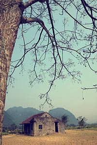 大印楝树下的石屋
