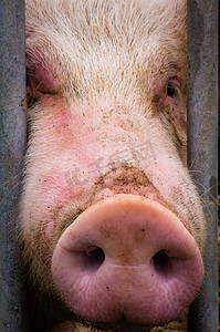 猪鼻子摄影照片_猪鼻子卡在栅栏里