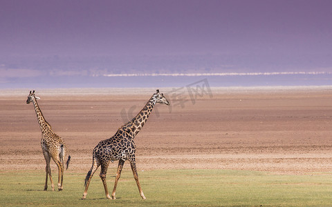 雅拉国家公园摄影照片_坦桑尼亚曼雅拉湖国家公园的长颈鹿