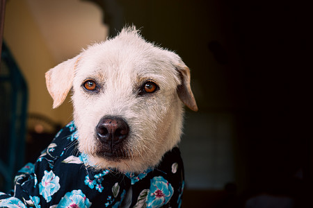 宠物服装摄影照片_穿着夏季花卉纽扣衬衫的狗