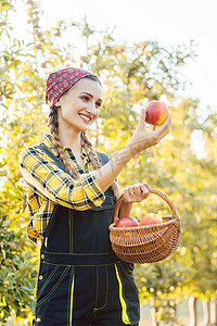 农业果农摄影照片_果农妇女在她的篮子里收获苹果